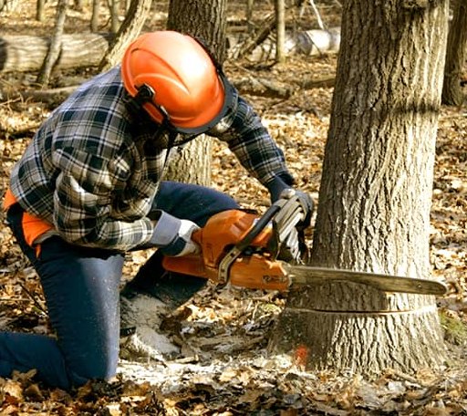 Tree Removal in Myrtle, MS